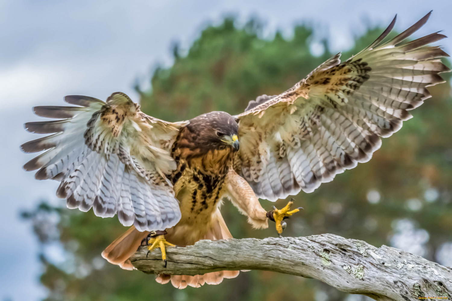 Hawk vs. Falcon: Telling Apart These Birds of Prey