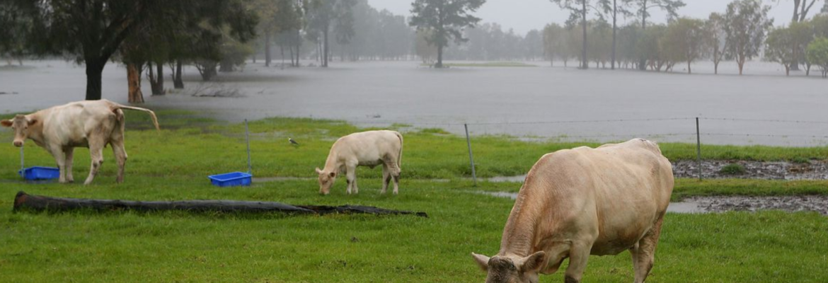 Animals as Signs for Thunderstorms Forecast: A Weather Prophets of Nature