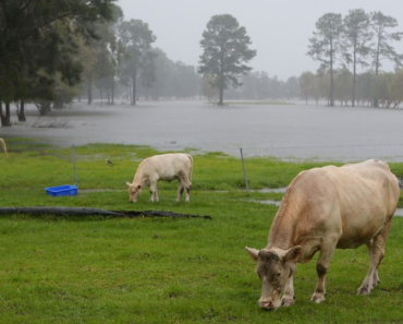 Animals as Signs for Thunderstorms Forecast: A Weather Prophets of Nature