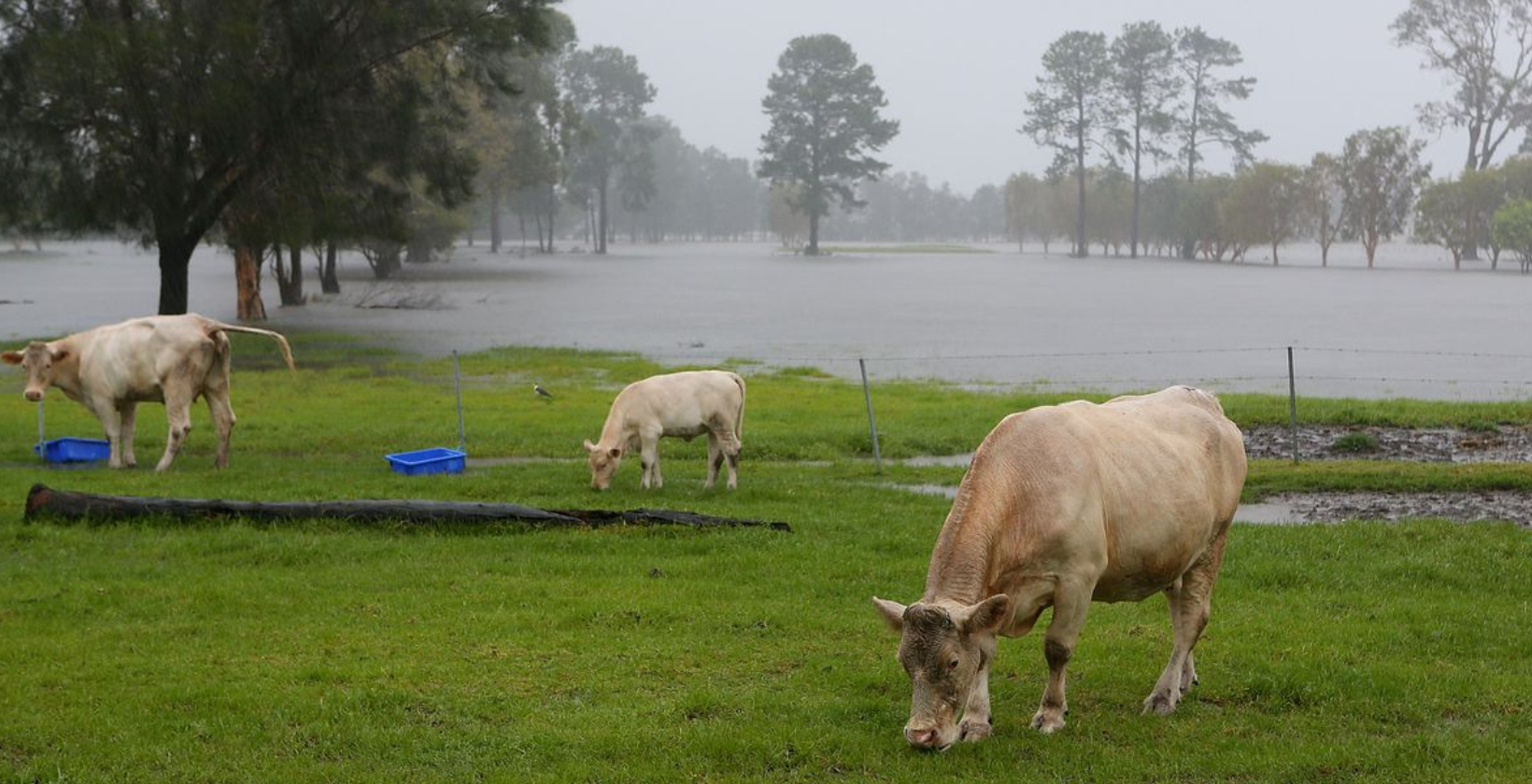 Animals as Signs for Thunderstorms Forecast: A Weather Prophets of Nature

