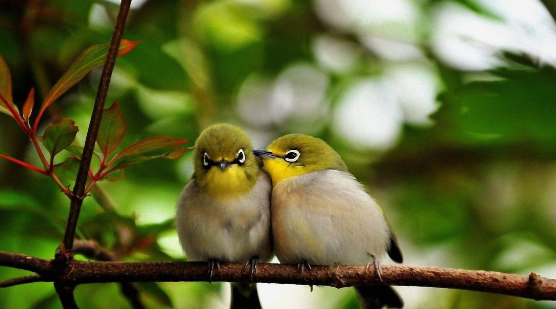 Animals as Signs for Thunderstorms Forecast: A Weather Prophets of Nature

