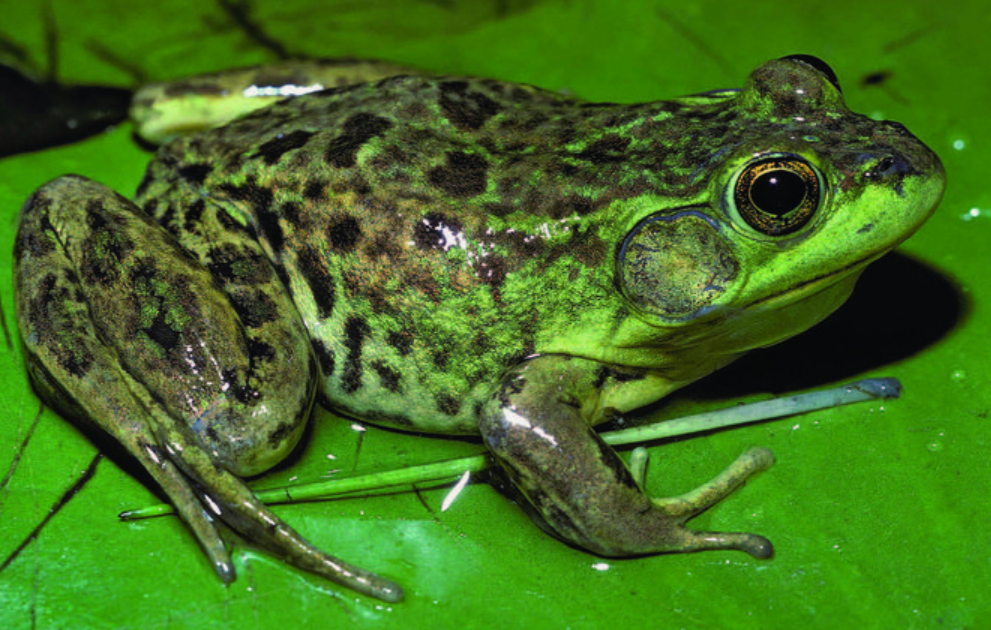 Animals as Signs for Thunderstorms Forecast: A Weather Prophets of Nature
