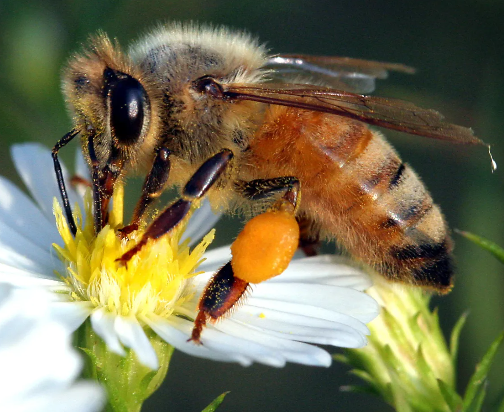 Animals as Signs for Thunderstorms Forecast: A Weather Prophets of Nature
