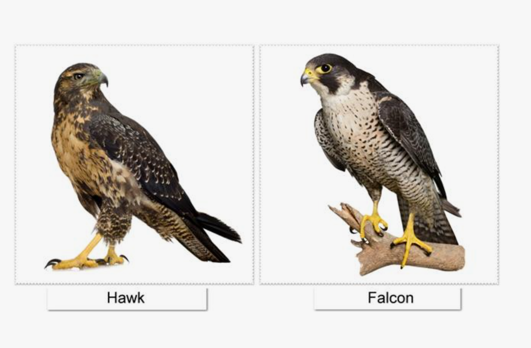 Hawk vs. Falcon: Telling Apart These Birds of Prey