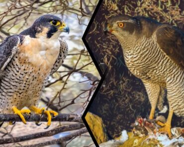 Hawk vs. Falcon: Telling Apart These Birds of Prey