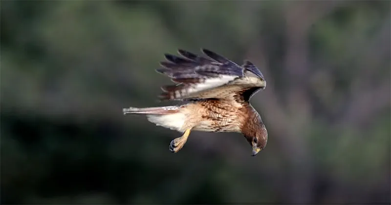 Hawk vs. Falcon: Telling Apart These Birds of Prey