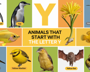 Fun Animal Names That Start With Y for Kids