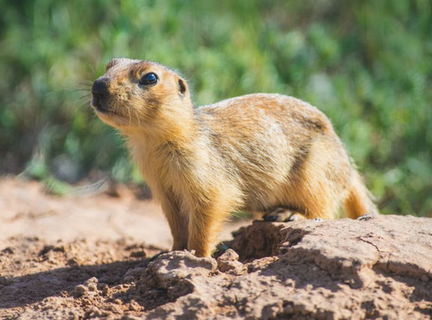 Fun Animal Names That Start With Y for Kids