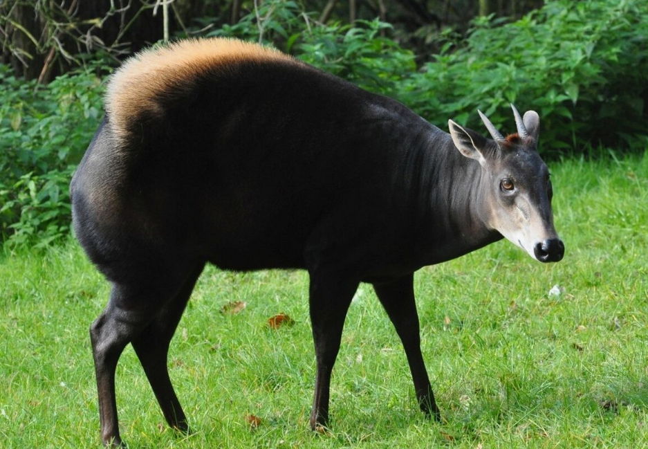 Fun Animal Names That Start With Y for Kids